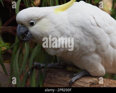 Accattivante Cockatoo femminile solfora con occhi luminosi e splendido piumaggio. Foto Stock