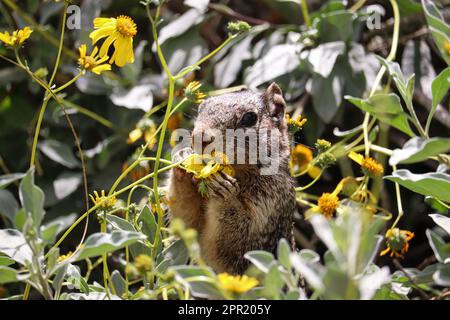 Scoiattolo di roccia o Spermophilus varirgatus che si nutrono di fiori di briciola al ranch d'acqua di Riparian in Arizona. Foto Stock