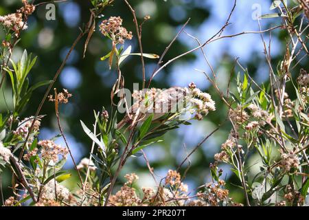 Song passero o melodia di Melospiza appollaiati in una macchia di grasso mulo nel parco di oasi dei veterani in Arizona. Foto Stock