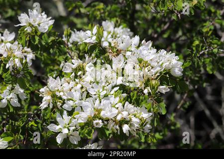 L'albero di orchidea di Anacacho o lunarioides di Bauhinia in fiore nel parco di oasi dei veterani in Arizona. Foto Stock