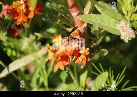 Comune vespa di carta o polistes che alimentano sui fiori tropicali dell'alga del latte in un giardino a Gilbert, Arizona. Foto Stock