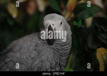 Primo piano dell'occhio del pappagallo. L'occhio dell'uccello del pappagallo è foto molto chiara. Congo Domesticated African Grey Parrot guardando la fotocamera. Foto Stock