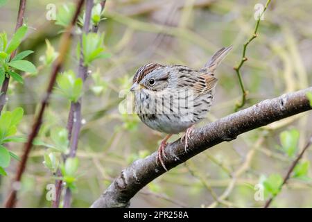 Lincoln's Sparrow Bird a Vancouver BC Canada Foto Stock