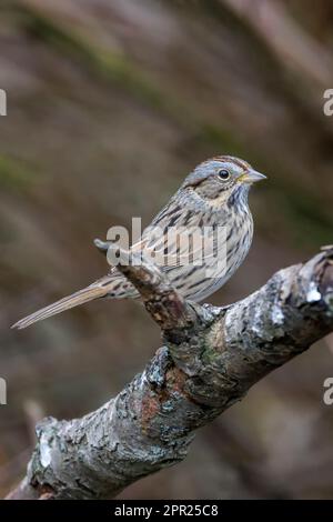 Lincoln's Sparrow Bird a Vancouver BC Canada Foto Stock