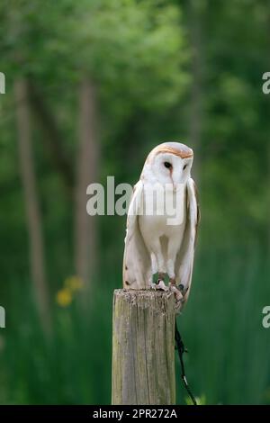 Un bel gufo bianco che si appende su un palo contro uno sfondo verde. Foto Stock