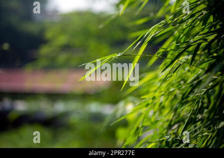 Bambù (Bambusa sp) foglie verdi per sfondo naturale Foto Stock