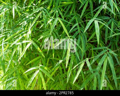 Bambù (Bambusa sp) foglie verdi per sfondo naturale Foto Stock