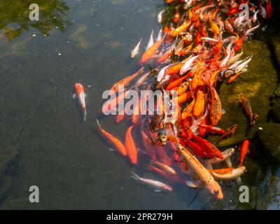 Pesci Koi, in particolare nishikigoi (Cyprinus rubrofuscus), colorati pesci decorativi in un laghetto artificiale Foto Stock