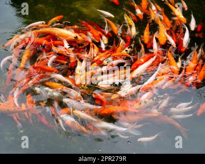 Pesci Koi, in particolare nishikigoi (Cyprinus rubrofuscus), colorati pesci decorativi in un laghetto artificiale Foto Stock