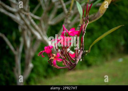 Fiore rosso di Kamboja (Plumeria), un genere di piante da fiore della famiglia Apocynaceae, conosciuto anche come lei fiori e Frangipani Foto Stock