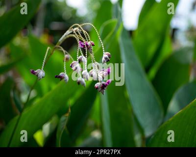 Acqua canna (Thalia dealbata Fraser) fiore viola, bandiera a polvere di alligatore, fuoco basso Foto Stock