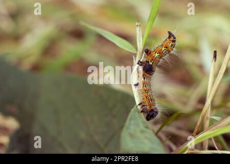 Punta in buff arancione, nero e bianco caterpillar per il bilanciamento su erba Foto Stock