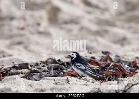 Coda di cavallo Pied [ Motacilla alba ] alla ricerca di insetti tra alghe su una spiaggia sabbiosa Foto Stock