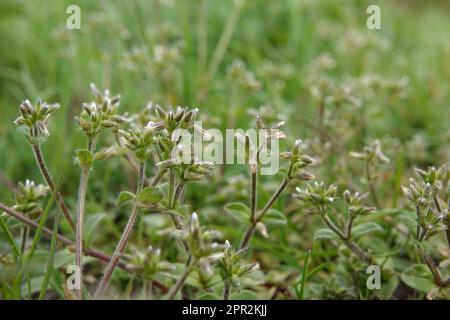 Closeup naturale a basso e ampio angolo su un orecchio-topo appiccicoso o su un'erbaccia mordente, glomeratum di cerastium Foto Stock