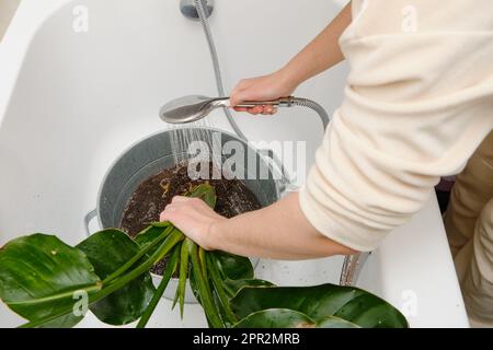 Una donna giardiniera lava il terreno dalle radici di una pianta domestica in un bagno domestico. Pulire le radici delle piante domestiche da parassiti e parassiti Foto Stock