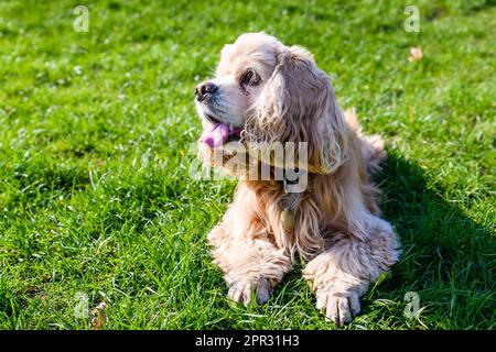 American Cocker Spaniel si trova su un prato verde nel parco. Foto Stock