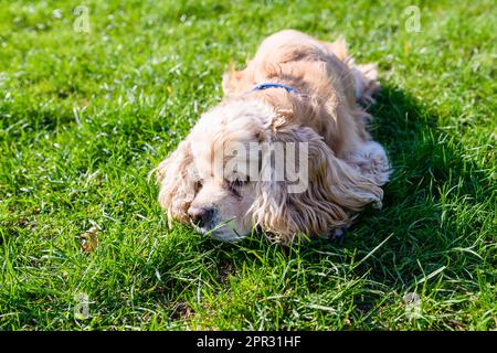 American Cocker Spaniel si trova su un prato verde nel parco. Foto Stock
