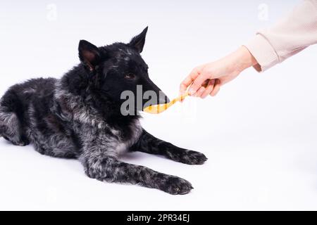 Donna che alimenta il cane mudi in studio o a casa, primo piano Foto Stock