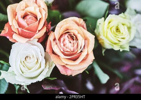 Quattro rose fiorite viste dall'alto nel giardino. Colore rosa, bianco, giallo. nessuna gente Foto Stock