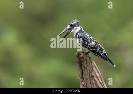 Pied Kingfisher, Walter Sisulu National Botanical Garden, Roodepoort, Sudafrica, 27 dicembre 2022 Foto Stock