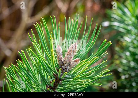 Dettaglio di un pino mugo nano con boccioli svasati Foto Stock