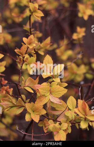 Rami con foglie gialle.Spiraea japonica principessa d'oro. Foto Stock