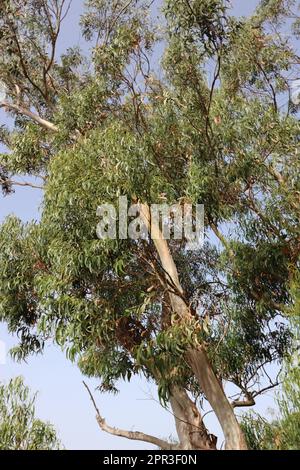 Albero di eucalipto a Camara de Lobos, Madeira Foto Stock