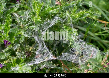 ragni web e semi catturati in una siepe isolato su uno sfondo verde naturale Foto Stock