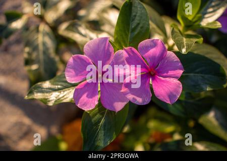 Due fiori rosa brillante Periwinkle (specie Vinca) Foto Stock