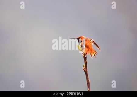 Un colibrì rufoso arroccato su un ramoscello, Selasforo rufus. Salt Spring Island, Canada. Foto Stock