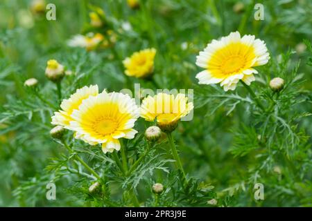 Tritare i verdi di suey Shungiku, i verdi di Chrysanthemum, i fiori bianchi con i centri gialli Foto Stock