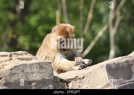 Macaque giapponese Foto Stock