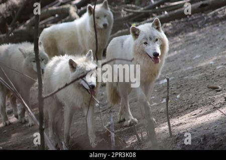 Lupo artico canadese / lupo bianco / lupo polare (Canis lupus arctos) Foto Stock