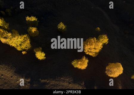 Volare sopra isolati alberi di betulla gialli in autunno. Vista aerea delle luci della mattina presto sulle colline di campagna Foto Stock