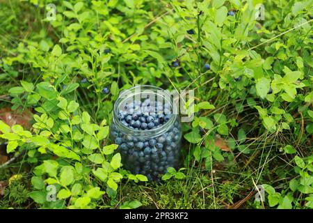 Mirtilli freschi nella foresta Foto Stock