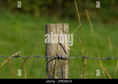 palo di recinzione in legno con filo spinato ad esso e erba verde sullo sfondo Foto Stock