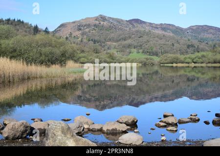 Aprile è primavera e mostra al meglio la bellezza naturale di Elterwater e della zona circostante, riflessa nelle acque ancora calme. Foto Stock