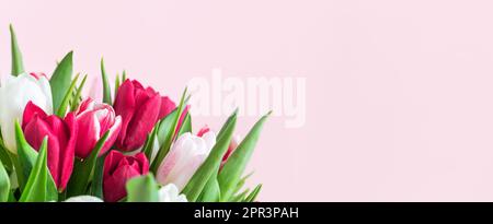 Bel bouquet romantico di tulipani rosa e bianchi su sfondo rosa pallido. Festa della mamma, San Valentino, festa di compleanno con tulipani. Foto Stock