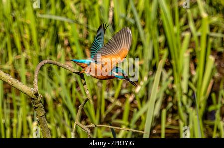 Un maschio adulto Kingfisher in volo Foto Stock