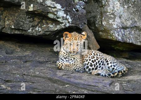 leopardo (Panthera pardus), cucciolo leopardo che riposa solo su una roccia, Kenya, Parco Nazionale Masai Mara Foto Stock