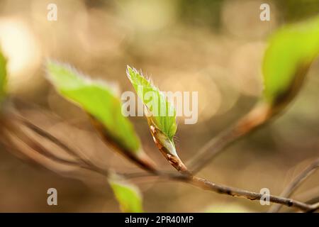 Faggio comune (Fagus sylvatica), foglie da tiro, Germania Foto Stock