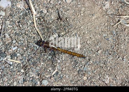 Epaulet Skimmer (Orthetrum chrysostigma), femmina, Isole Canarie, Gran Canaria, Barranco del Toro Foto Stock