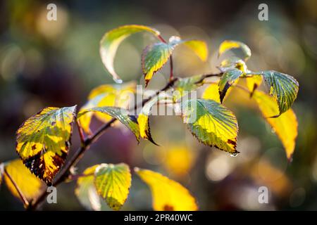 mora shrubby (Rubus fruticosus agg.), foglie autunnali in controluce, Germania Foto Stock