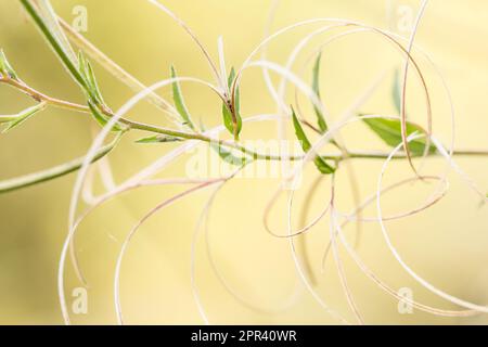 salice-erba, salice-erbaccia (Epilobium spec.), fruttificazione; illuminazione di alto-tasto, Germania Foto Stock