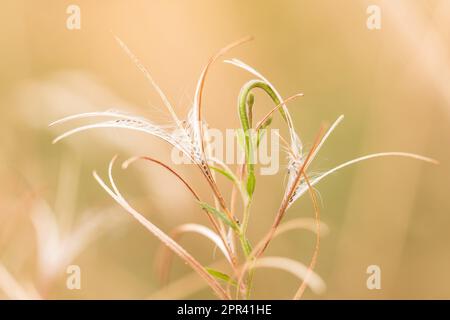 salice-erba, salice-erbaccia (Epilobium spec.), frutti aperti con semi; illuminazione di alto-tasto, Germania Foto Stock