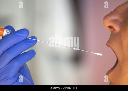 Il campione di saliva viene prelevato con tampone di cotone, Germania Foto Stock