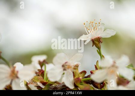 Ciliegio, ciliegio dolce (Prunus avium), fiori, Germania Foto Stock