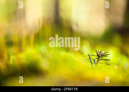 Abete rosso europeo (Abies alba), fokus su punta di ramo con germogli, Germania Foto Stock