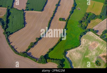 Paesaggio di campo e praterie con siepi, vista aerea, Germania, Schleswig-Holstein Foto Stock