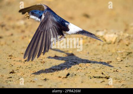 Casa comune martin (Delichon urbica, Delichon urbicum), che vola via dal suolo con terreno umido nel becco per costruire un nido, vista laterale, Germania, Foto Stock